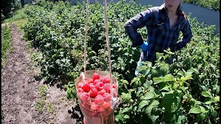 Перший збір і продаж Малини. Поки що нормальна ціна у перекупів.