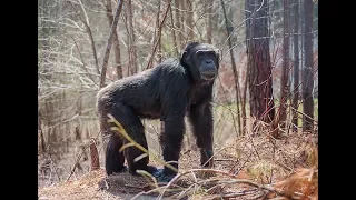 Nine Fierce Chimpanzees Venture Into the Woods for the 1st Time