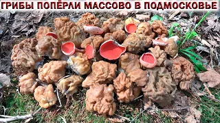 ❗ГРИБЫ СТРОЧКИ ГИГАНТСКИЕ ПОПЁРЛИ МАССОВО В ПОДМОСКОВЬЕ.👉СОДЕРЖИТ ЛИ ЯД💀СТРОЧОК ГИГАНТСКИЙ?