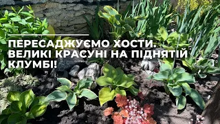 Пересаджуємо хости. Великі красуні на піднятій клумбі!