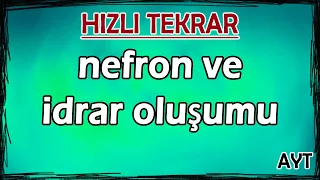 Boşaltım Sistemi - Nefron ve İdrar Oluşumu - Hızlı Tekrar