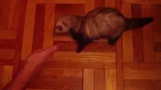 Хорек исполняет команды. Smart ferret rolls by command