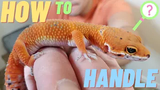 How to HANDLE your LEOPARD gecko | Baby | Juvenile | Adult | (2022)