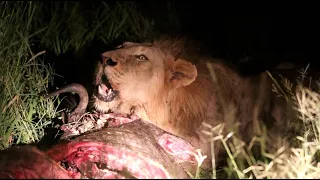 The Tintswalo Males Face Off Against a Young Male Lion | One the Beat in the Manyeleti #146