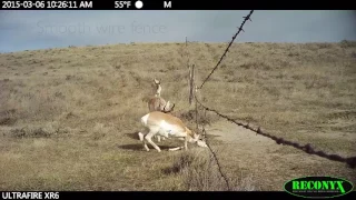 How can pronghorns climb under fences without getting hurt?