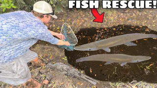 SAVING DYING FISH in MUD PIT!