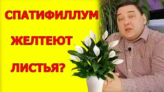 Желтеют листья у спатифиллума? Без паники! Вот решение