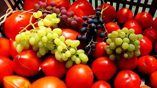 Récolte des tomates bio, 200 kg sur 24 m²: 114 kg le 10 août 2018