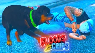 GTA 5 BLOODS VS CRIPS "GANG WAR" GANG DOG