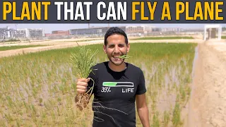 Plant That Can Fly A Plane
