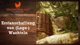 Erstanschaffung von (Lege-) Wachteln - Zusammenfassung Wachtel-Live-Talk | Wachtel-Shop.com