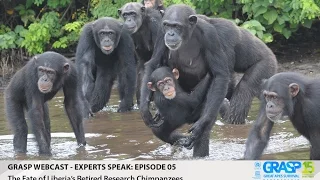 The Fate of Liberia’s Retired Research Chimpanzees: Webcast Episode 05