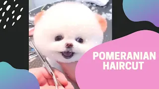 FUNNY & CUTEST POMERANIAN HAIRCUT  | TRY NOT TO LAUGH 😄 |