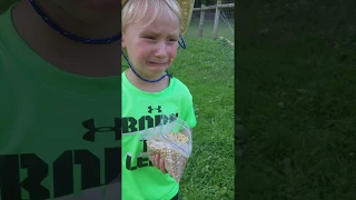 Boy gets spit in the face while feeding Llama