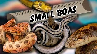 7 Amazing BOA Species That Stay SMALL