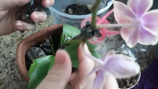 Replante de uma mini phalaenopsis no vaso de cerâmica 🌺🌺