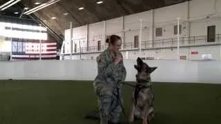 Airmen of the 28th: Military Working Dog Handler