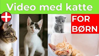 Video med katte for børn | Søde katte video | Video katte