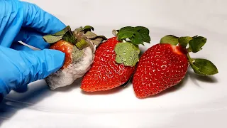Feeding Fresh Strawberries to My Pet Mold
