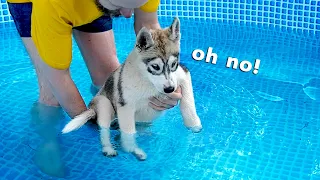 Cute Puppies Followed Me Even Into the Pool!  Dog Pool Party