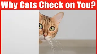 Why Cats Keep Checking on Their Owners?