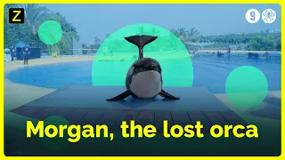 Orca Morgan's life in captivity