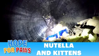 Hope For Paws - Epic CAT rescue down a 60ft. long pipe!  Please share. #kitten