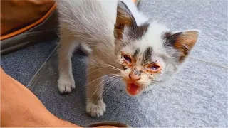 Rescue poor abandoned kitten from street, kitten hungry and meows loudly