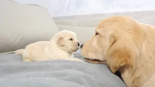 Golden Retriever Puppy Meets Brother Ten Times Older Than Him for First Time