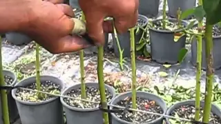 Commercial rose budding grafting