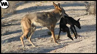 Pruebas de Que el Coyote es el Depredador Más Inteligente del Mundo