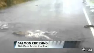 Fish Swim Across Flooded Street  Video