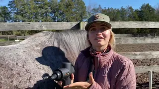 Equine Massage: Using a massage gun on horses