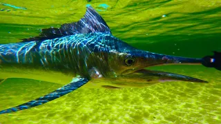 Catching Marlin At The Beach Is Mind Blowing