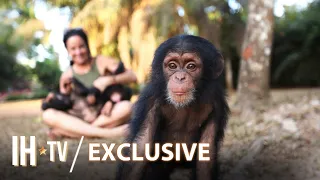 Baby Chimp Rescue - A Couple’s Love For Rescuing Chimpanzees