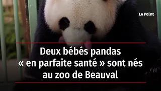 Deux bébés pandas « en parfaite santé » sont nés au zoo de Beauval