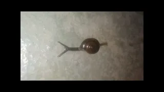 Snail locomotion real #snail