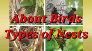 About birds // Types of nests // class - 3 // science { part - 4 }