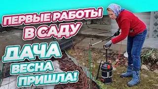 10 АПРЕЛЯ | РЕЗУЛЬТАТ ЗИМЫ - ОТКРЫЛА РОЗЫ И РОДОДЕНРОНЫ, обработка сада весной.