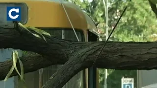 У Одессе поваленное дерево остановило движение трамваев