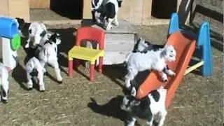 Crazy Fainting Goat Kids