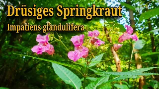 Drüsiges Springkraut [Impatiens glandulifera] Essbare invasive Wildpflanzen in Deutschland