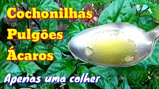 Apenas uma colher acaba com as pragas na horta