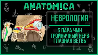 Тройничный нерв  - 5 пара черепных нервов / Глазной нерв / Неврология