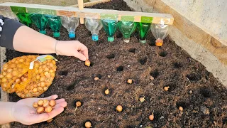 The fastest way to plant onions - make this tool yourself