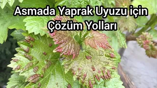 BAĞ Uyuzu Nedir Ve Niçin Oluşur- Bağ Uyuzu için Kesin Çözüm Yolu - Asmada Verim Kaybının Nedeni