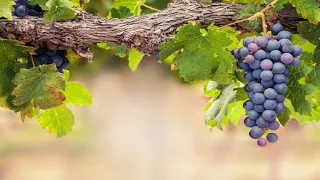 The Vine and the Branches, John 15:1-11 | 5/26/24; Sunday AM