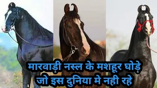 All Late Legendary Marwari Stallions of India !!