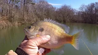 Fishing For JUMBO Bluegill and Shellcracker With Squirrel Tail Jigs