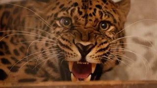 Амурский (Дальневосточный) леопард ХАН Калининградский зоопарк